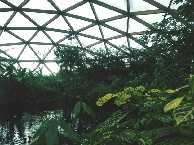 Foto estanque en medio de plantas en el invernadero