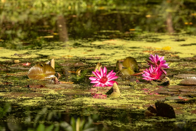 Estanque con nenúfares y nenúfares en el Centro de Humedales en la Reserva de Humedales Sungei Buloh.