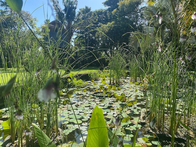 Un estanque con nenúfares y una planta frondosa al fondo