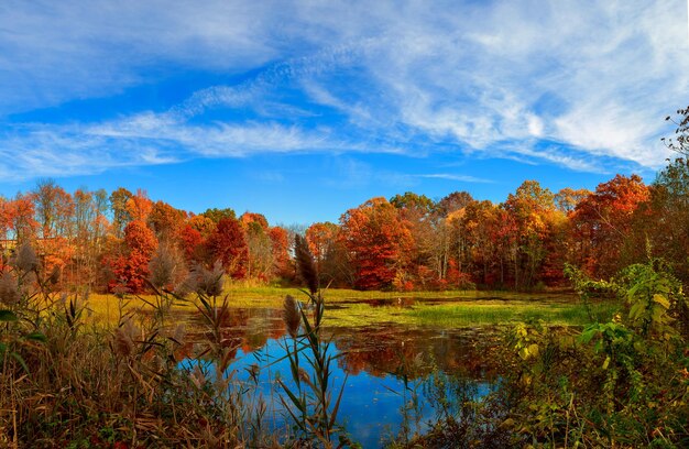 Estanque en otoño hojas amarillas reflejo otoño amarillo madera lago