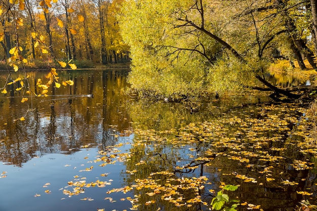 Estanque en otoño, hojas amarillas, reflexión. Paisaje de reflexión del lago del bosque de otoño.