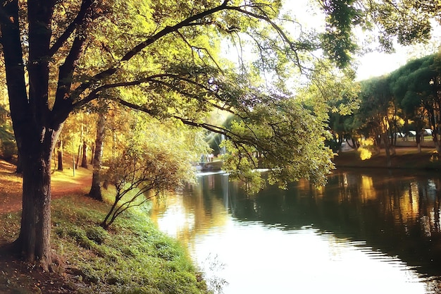 estanque de otoño paisajístico / árboles amarillos en el parque cerca del estanque, naturaleza paisajística del otoño de octubre