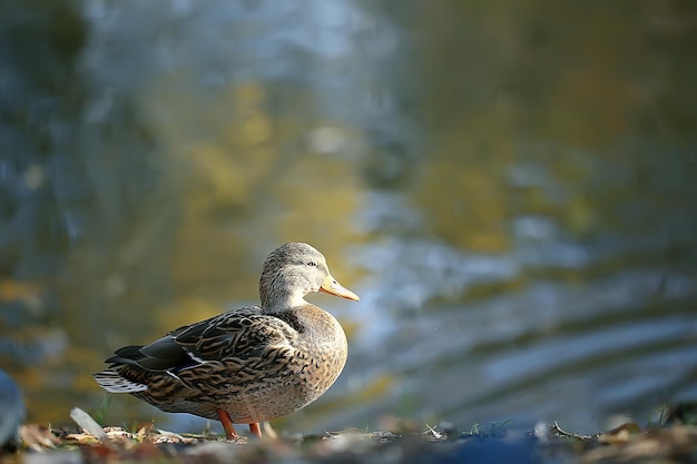Estanque de otoño de pato / pájaro junto al estanque en el parque, ave migratoria de ánade real