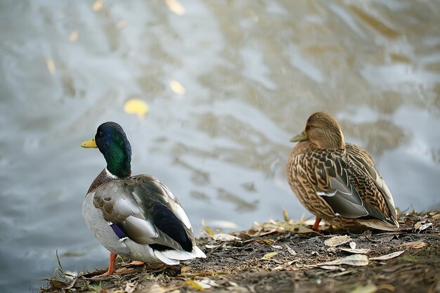 Estanque de otoño de pato / pájaro junto al estanque en el parque, ave migratoria de ánade real