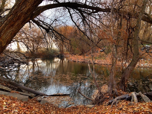 El estanque en otoño