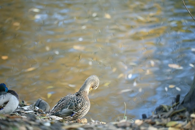 estanque del parque de otoño de patos / pájaro junto al estanque en el parque, ave migratoria mallard