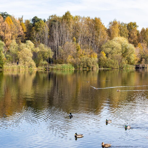 Estanque con patos y árboles de colores en la orilla