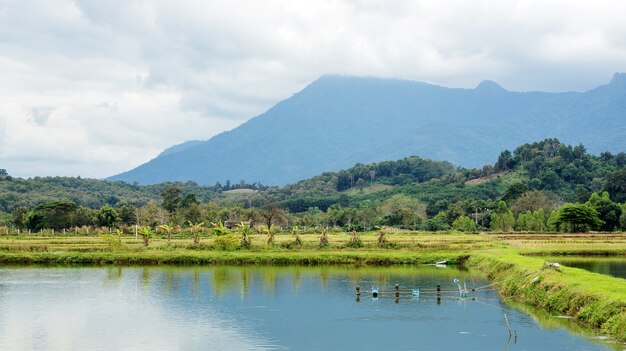 Estanque de peces en un campo en Tailandia.