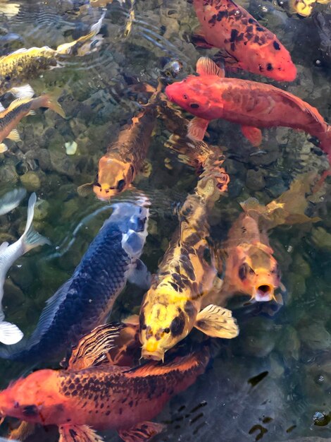 Foto estanque de peces koi