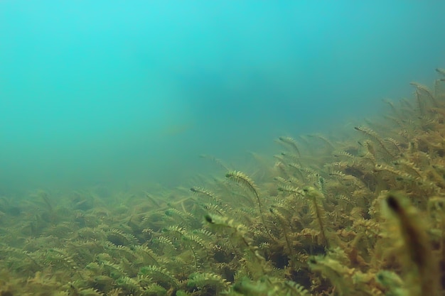 estanque submarino del ecosistema / fotografía subacuática del paisaje buceo en agua dulce, algas verdes del mundo y peces en la profundidad del río