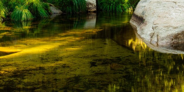 Un estanque con una superficie verde y un árbol al fondo.