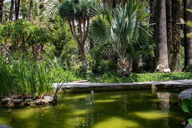 Foto estanque de tortugas en el jardín botánico