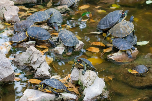 Estanque de tortugas con muchas tortugas en el parque en Atenas Grecia