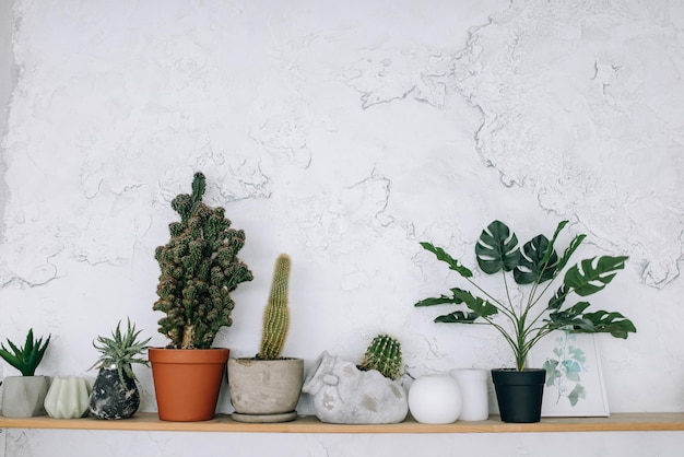 Estante de madera con plantas en una pared blanca con espacio para una inscripción Suculentas de cactus de helechos en