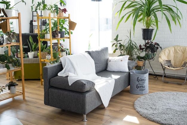 Estantería con un grupo de plantas de interior en la habitación interior loft blanco sofá gris acogedora alfombra a cuadros Planta de interior Cultivo y cuidado de plantas de interior hogar verde