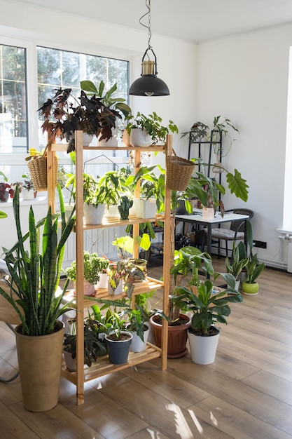 Estantería con un grupo de plantas de interior en el interior Planta de interior Cultivo y cuidado de plantas de interior casa verde
