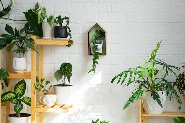 Estantería con un grupo de plantas de interior en el interior Planta de interior Cultivo y cuidado de plantas de interior casa verde