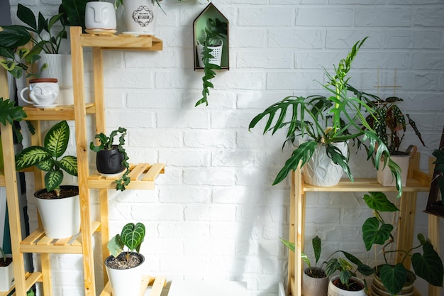 Estantería con un grupo de plantas de interior en el interior Planta de interior Cultivo y cuidado de plantas de interior casa verde