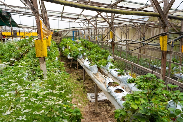 Estanterías en macetas y sistema de riego Granja de fresas en Malasia.