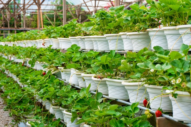 Estanterías en macetas y sistema de riego granja de fresas