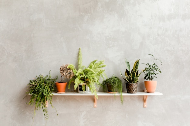 Estantes con plantas decorativas cuelgan de la pared gris.