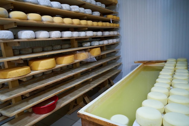 Estantes de producción de fábrica de queso con queso viejo envejecido orgánico local vacío