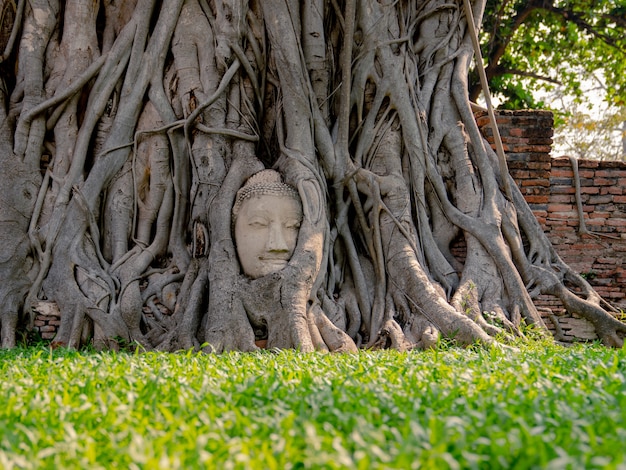 Estatua antigua de la cabeza de Buda con raíces de árboles en crecimiento alrededor en el templo Wat Phra Mahathat en Ayudthaya, Tailandia, templo histórico del patrimonio mundial, viajes invisibles