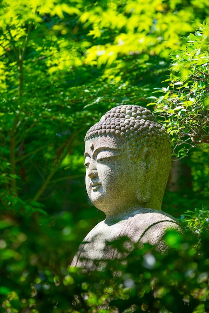 Estátua buda, em, árvore maple, de, Ryoan, ji, templo, kyoto