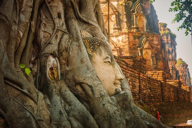 Estatua de Buda en el templo del árbol Tailandia Cabeza de Buda en las raíces de los árboles