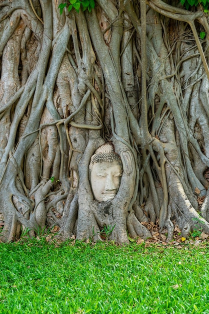 Estatua de la cabeza de Buda atrapada en las raíces del árbol Bodhi en Wat Mahathat en el parque histórico de Ayutthaya, Tailandia