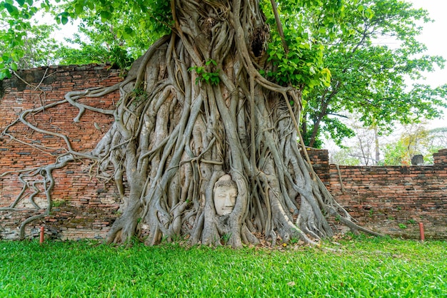 Estatua de la cabeza de Buda atrapada en las raíces del árbol Bodhi en Wat Mahathat en el parque histórico de Ayutthaya, Tailandia