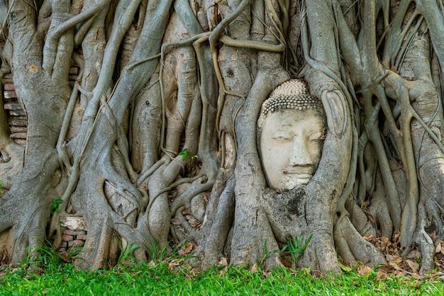 Estatua de la cabeza de Buda atrapada en las raíces del árbol Bodhi en Wat Mahathat