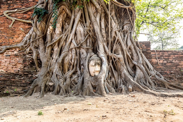 Estatua de cabeza de Buda de Ayutthaya en raíces de árboles