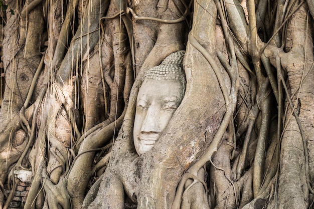Estatua de cabeza de Buda dentro del árbol bodhi