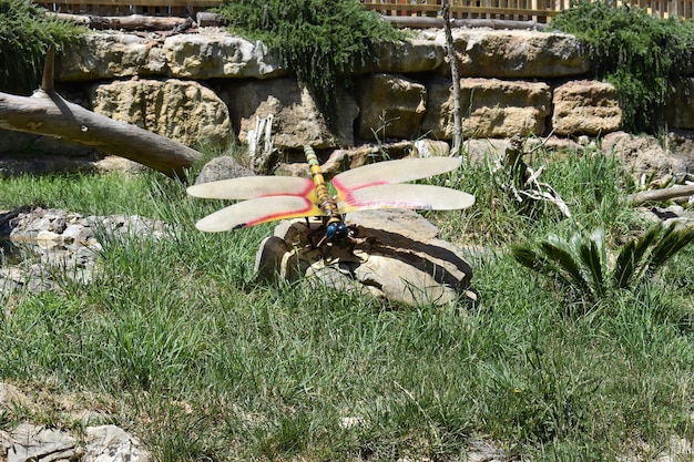 Estátua da era do dinossauro libelinha gigante no dinoparque