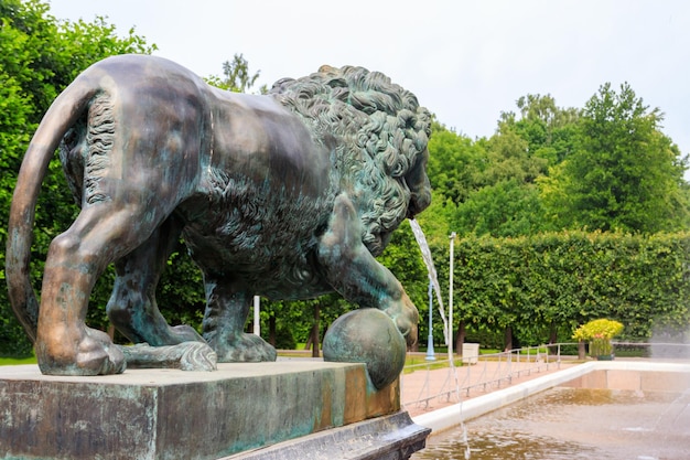 Estátua de bronze do leão Fragmento da cascata do leão no Parque inferior de Peterhof em São Petersburgo Rússia