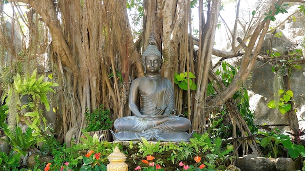 Estátua de Buda entre árvores tropicais e figueiras no território do templo branco