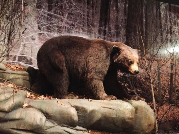 Foto estátua de urso urso