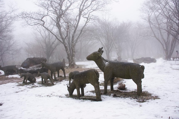 Estátua de veados e neve caindo na floresta no vulcão Hanla Mountain ou Mount Halla no Parque Nacional Hallasan para viajantes coreanos visitam Jeju em 17 de fevereiro de 2023 em Jejudo, Coreia do Sul