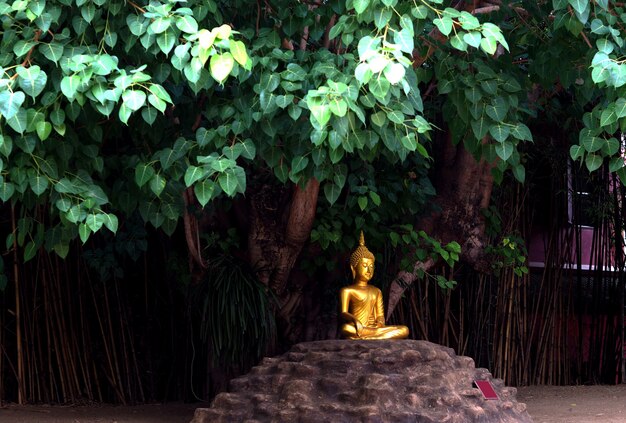 Estatua dorada de Buda debajo del árbol.