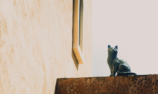 Estatua de gato en la antigua muralla de la ciudad vieja