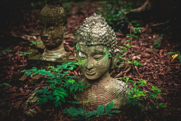 Estatua vieja de Buda en la tierra con licencia en el templo de Umong, Chiangmai Tailandia.