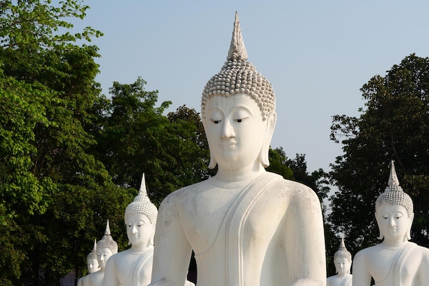 las estatuas blancas de Buda están dispuestas en hermosas filas