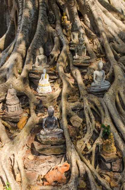 Foto estátuas de buda na árvore de banyan