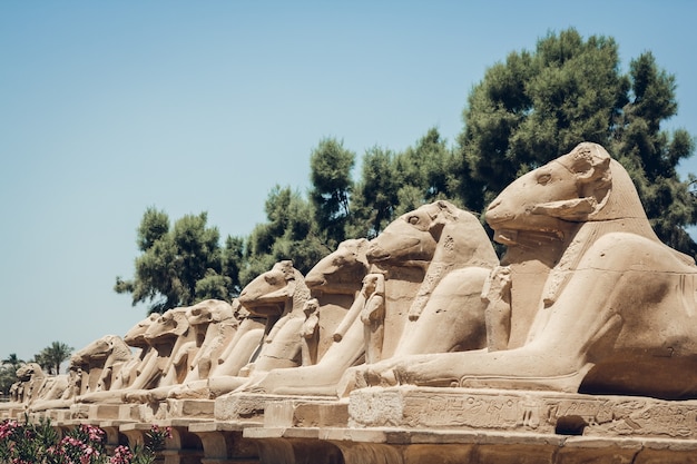 Estátuas de esfinges com hieróglifos no templo de karnak em luxor, egito.