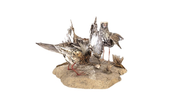 Una estatuilla de pájaro de taxidermia alemana