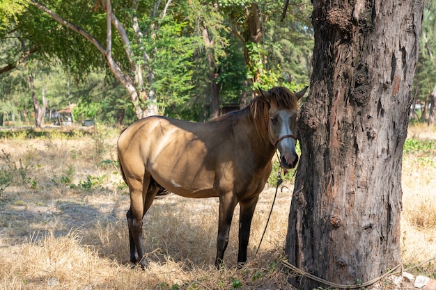 Estável cavalo marrom sob a árvore