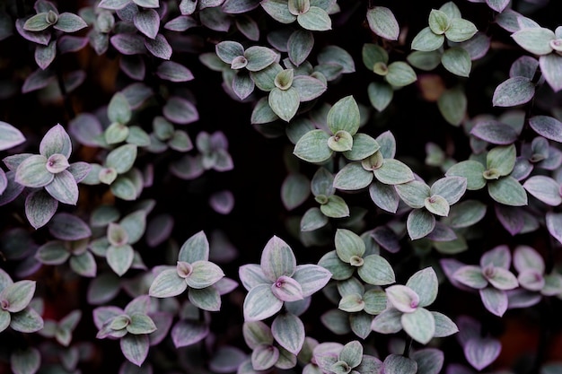 Este é o fundo na planta rosa