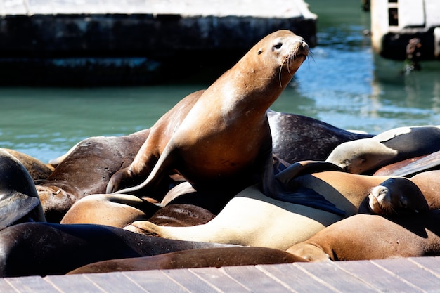 Este é o PIER 39 e os leões marinhos em São Francisco.