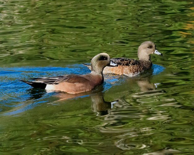 Este par de Wigeons Americanos foi encontrado nadando em um pequeno lago em um lindo dia. A água verde é o cenário perfeito para este casal de lindos patos.